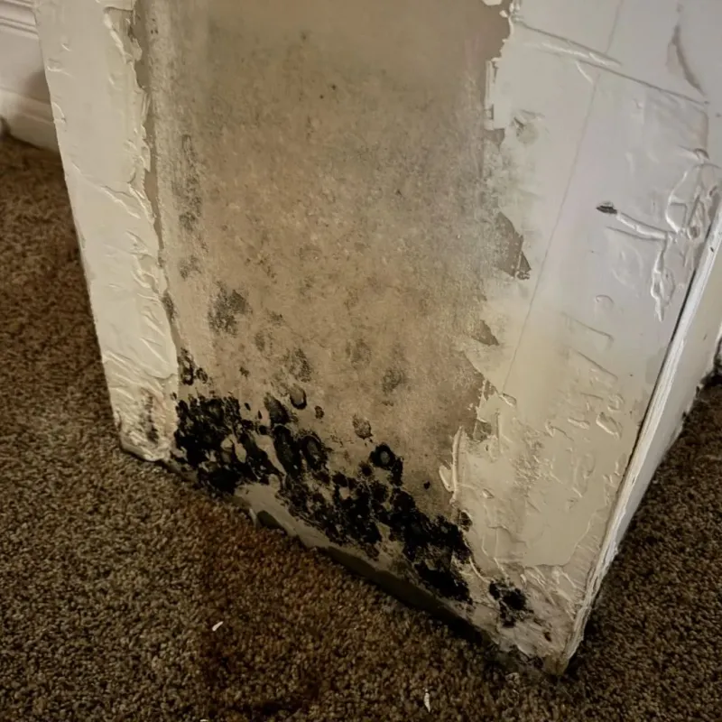 Professional Mold Removal in Navarre, OH